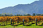 Grape vines