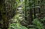 Rainforest